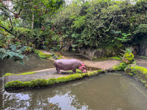 Healthy hippopotamus resting by the water in a well-maintained zoo in Indonesia, showing calm behavior and strong body condition within a naturalistic enclosure environment.