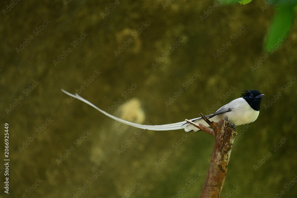 Fototapeta premium An Indian paradise flycatcher with a glossy black head, a white body, and an exceptionally long, elegant white streamer tail perches gracefully on a rustic, slanted brown branch.