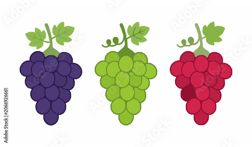 Konstfotografi Purple green and red grape bunch collection isolated fresh fruit vector illustra