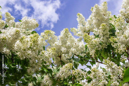 Branches of white lilac against a blue sky
