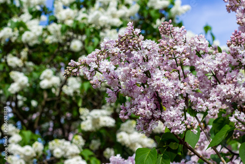 Floral background of lilac flowers.