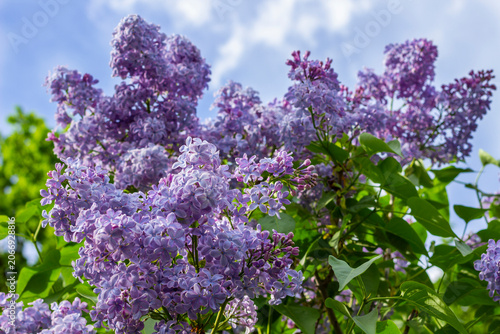 Lilac bush with green leaves and blue sky