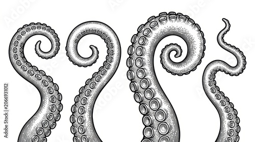Octopus tentacle set illustrated in a highly detailed vintage engraving style. Black and white vector artwork featuring scratchboard imitation, intricate etched linework.