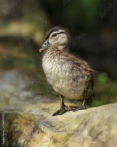 Wood Duck Duckling on a Log Peaceful River Scene