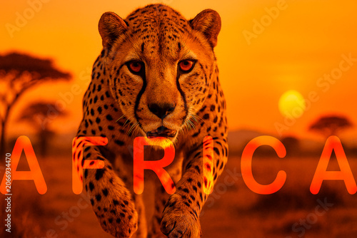Majestic Cheetah Walking Toward Camera at African Sunset with Africa Text, Predator Wildlife Portrait, Golden Savannah Landscape, Big Cat Hunter, Cinematic Safari Adventure Background