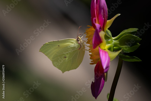 Papillon Citron