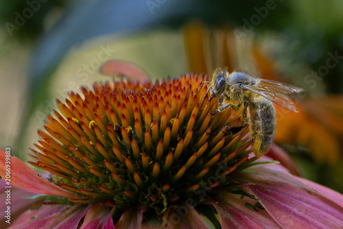 Une abeille et du pollen