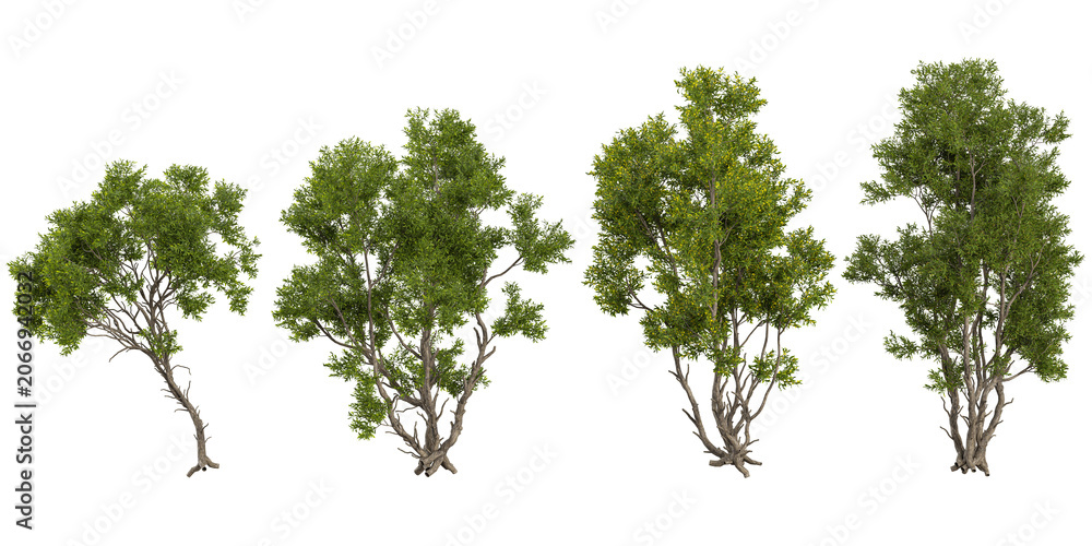 Obraz premium Collection of Acacia plants on transparent background