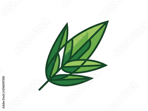 Close up of a single green leaf with veins.