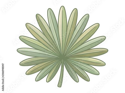 Vibrant green tropical monstera leaf close up.