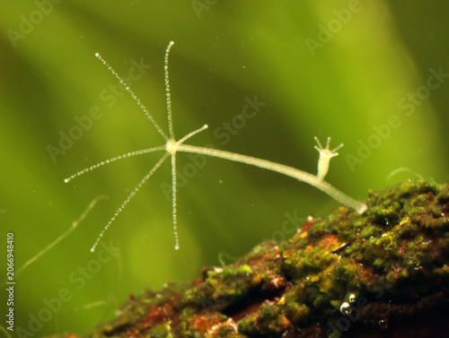 Fotografía A freshwater Hydra in a pond, Reproducing by budding, underwater extreme macro