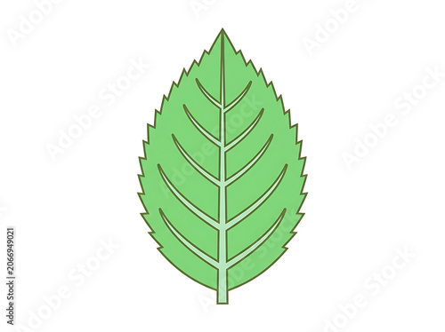 Close up view of a fresh green leaf with veins.