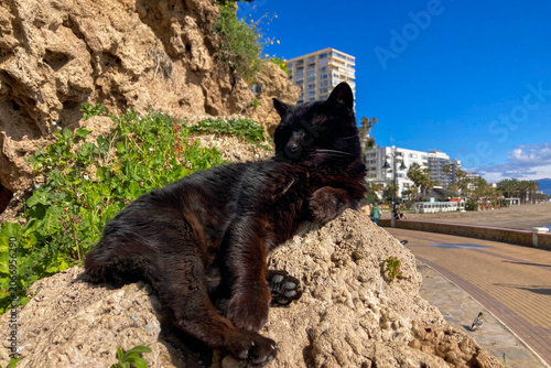 A black cat lazily resting in warm sunlight on a stone enjoying peaceful outdoor moment in Torremolinos, Spain.