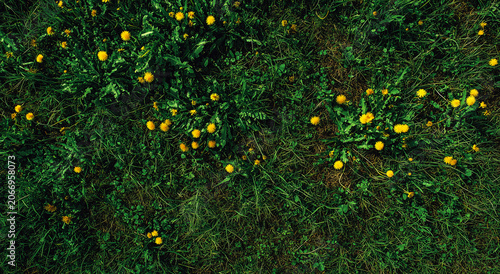 Lush green background featuring delicate yellow blooms