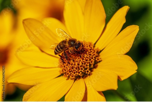 Fotografie Close-Up of Honeybee on Vibrant Yellow Garden Flower with Green Bokeh Background