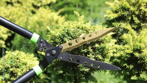 Gardener in protective gloves trims ornamental coniferous shrubs with professional garden shears. Concept of gardening, professional landscape service and landscaping of the surrounding area