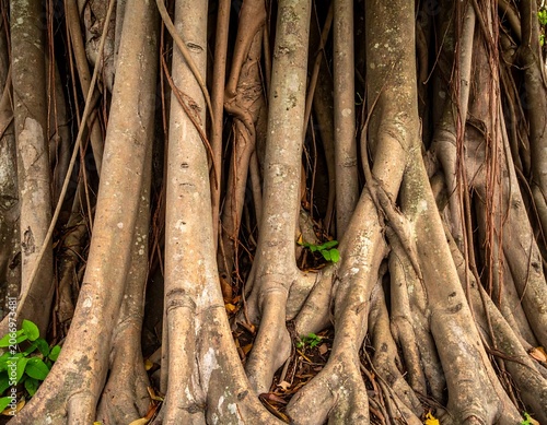 A close-up of a tangled network of tree trunks and roots with green leaves