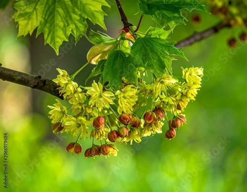 A close-up of a tree branch with vibrant green leaves and clusters of small yellow flowers and reddish-brown buds