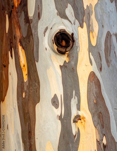 A close-up of a tree trunk with a prominent knot and peeling bark