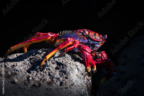 Vivid red crab high contrast macro shot on black rock background