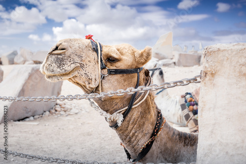 Foto Closeup camel head on desert Giza plateau in front of Great Pyramids on sunny da