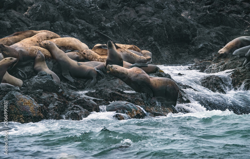 Steller Sea Lion Hauling Out And Growling (Eumetopias Jubatus)