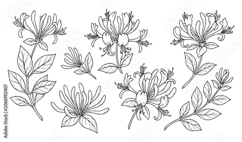 фотографія Hand drawn honeysuckle flower botanical collection with blooming branches isolat