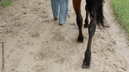 A person and a bay horse walk side by side on a sandy path, symbolizing a shared journey, mutual partnership, human equality, teamwork, close cooperation, companion, and common aspirations.
