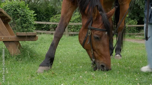 Domestic horse grazing on grass supervised by an equestrian handler. Horseback riding lessons, animal care, and husbandry on a rural countryside livestock ranch farm field paddock meadow.