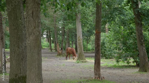 A brown domestic horse grazing on green grass inside a fenced paddock enclosure. A chestnut stallion eating hay among tall trees on a countryside livestock organic farm field or ranch area.