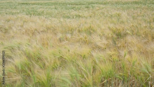 A dense textured pattern of golden barley cereal crops sways heavily in a strong wind, providing a perfect natural background for the agriculture, food production, and baking industries.