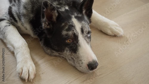 Domestic dog with heterochromia lying down on a light wooden floor at home. Mixed breed husky pet with different colored eyes resting indoors, looking sad, calm canine companion animal.