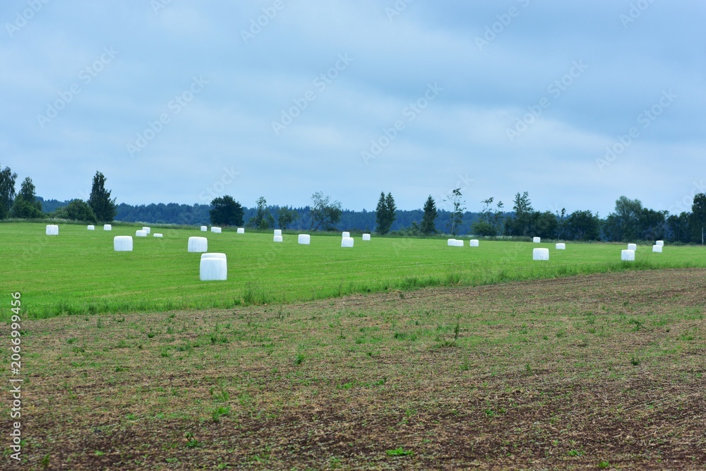 Obraz premium Agricultural field with white wrapped hay bales scattered across green grass under a cloudy sky. Rural countryside landscape, farming season, harvest preparation and peaceful nature scenery.