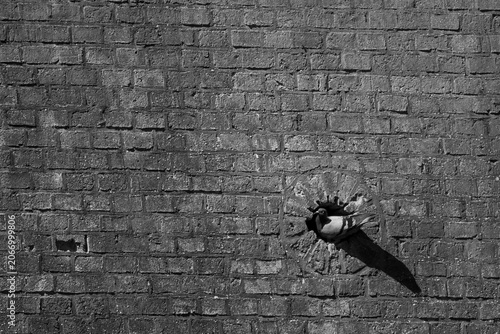 Foto A pigeon in the wall