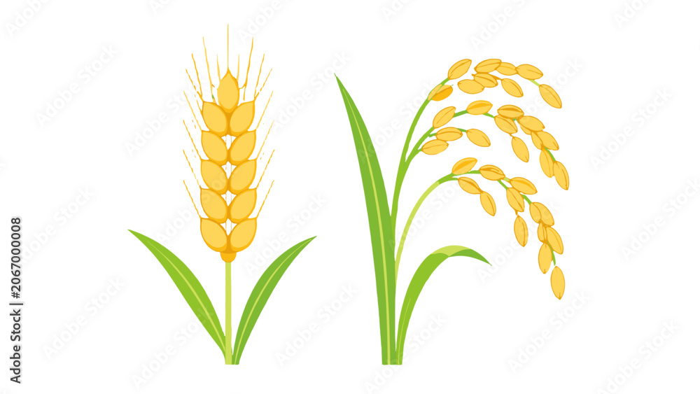 Obraz premium Wheat and rice cereal stalk vector icons on white background