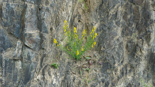Photography A vibrant yellow flower growing out of a crack in a dark, rugged rock wall, symb