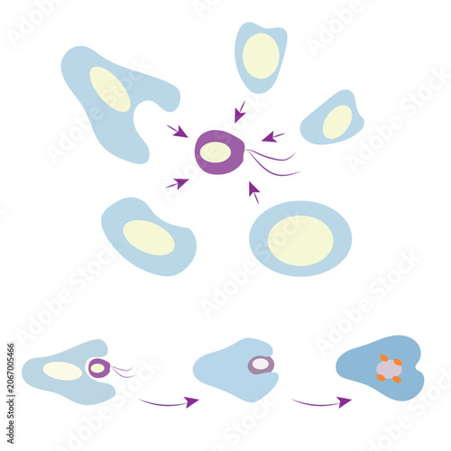 Phagocytosis diagram showing immune cells engulfing a pathogen
