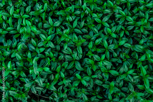 Lush periwinkle plant foliage top view