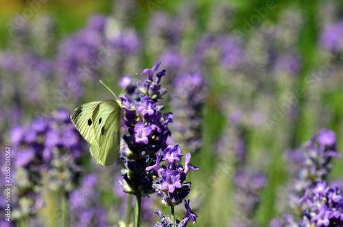 Falter auf violetten Lavendelblüten