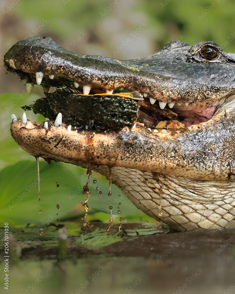 Fototapeta premium American Alligator with Turtle Prey 