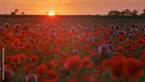 Red poppy field at sunset landscape with blooming flowers