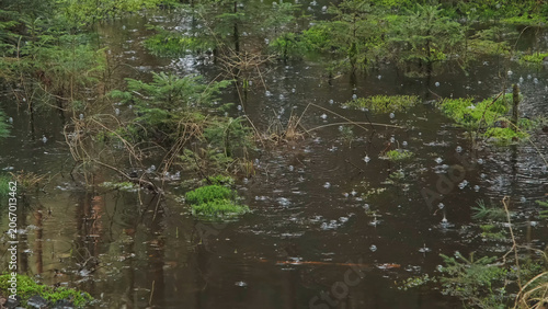 Bog with rain drops and dark pine forest nature