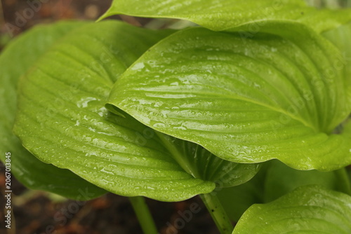 Foto Detailed close-up of vibrant Hosta plantaginea leaves covered in glistening rain