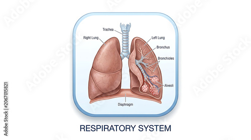Anatomical illustration of the human respiratory system