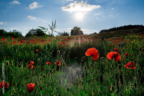 Red poppies bloom across a green meadow beneath bright sunlight and a clear blue sky, creating a colorful spring countryside scene.
