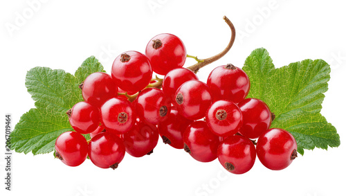 Cuadro en lienzo Isolated fresh red currant berries on a branch with green leaves, close-up, heal