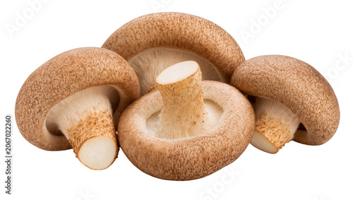 Konstfotografi Isolated gourmet shiitake mushrooms revealing their textured brown caps and deli