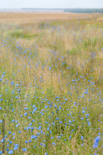 Wildflower Meadow in Summer Countryside Landscape