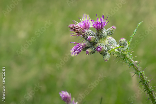 Close up of purple thistle flower blooming in field