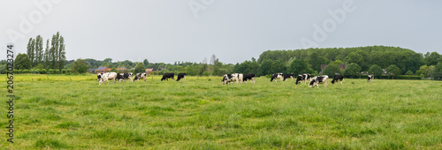 Panoramic view of dairy cows grazing in a green pasture in Belgium